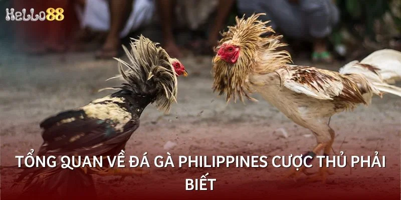Tổng quan về đá gà Philippines cược thủ phải biết