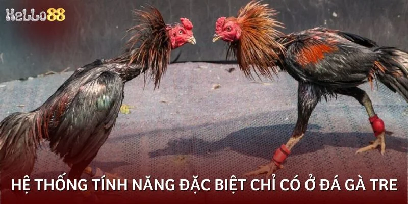 Hệ thống tính năng đặc biệt chỉ có ở đá gà tre